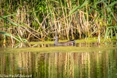 Young Coot on Water Side View