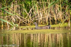 Young Coot on Water Side View