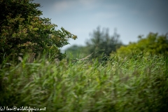 Sparrow-hawk in Flight Back View