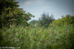 Sparrow-hawk in Flight Back View