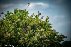 Sparrow-hawk in Flight Back View