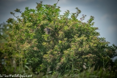 Sparrow-hawk in Flight Back View