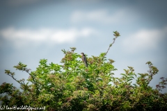 Sparrow-hawk in Tree Back View