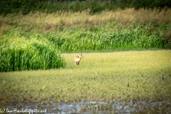 Chinese Water Dear in Meadow Front View