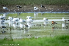 Black-tailed Godwit & more on Water