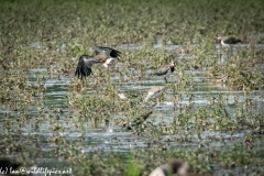 Lapwing in Flight, Little Stint, Ruff?