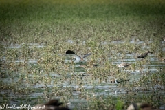 Lapwing in Flight, Little Stint, Ruff?