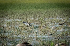 Lapwing in Flight, Little Stint, Ruff?