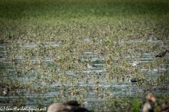 Lapwing in Flight, Little Stint, Ruff?