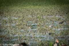 Lapwing in Flight, Little Stint, Ruff?