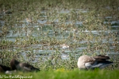 Little Stint on Water Side View