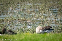 Little Stint on Water Side View