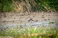 Greenshank on Mud Front View