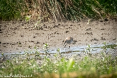 Greenshank on Mud Front View