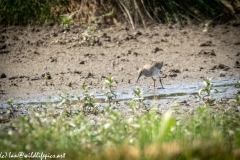 Greenshank on Mud Front View