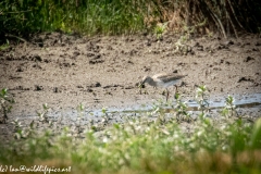 Greenshank on Mud Side View