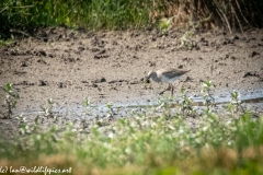 Greenshank on Mud Side View