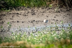 Greenshank on Mud Front View