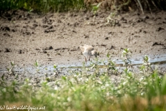 Greenshank on Mud Front View