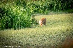 Chinese Water Dear in Meadow Front View