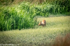 Chinese Water Dear in Meadow Front View