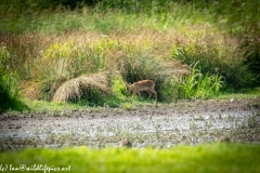 Chinese Water Dear in Meadow Side View