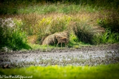 Chinese Water Dear in Meadow Side View