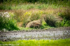 Chinese Water Dear in Meadow Side View