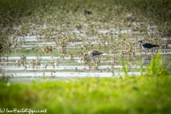 Redshank on Water Side View