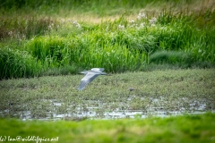 Grey Heron in Flight Over Marsh Side View