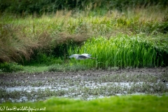 Grey Heron in Flight Over Marsh Side View