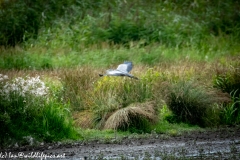 Grey Heron in Flight Over Marsh Side View