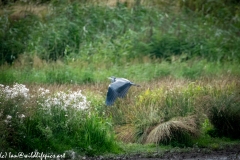 Grey Heron in Flight Over Marsh Side View