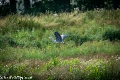 Grey Heron in Flight Over Marsh Side View