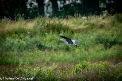 Grey Heron in Flight Over Marsh Side View