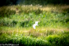 Little Egret in Flight Over Marsh Side View