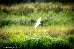 Little Egret in Flight Over Marsh Side View