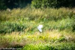 Little Egret in Flight Over Marsh Side View