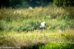 Little Egret in Flight Over Marsh Side View