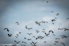 Lapwing & other Birds in Flight