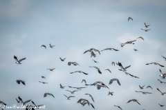 Lapwing & other Birds in Flight