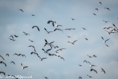 Lapwing & other Birds in Flight