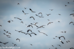 Lapwing & other Birds in Flight