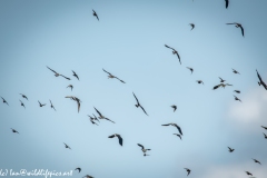 Lapwing & other Birds in Flight