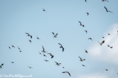 Lapwing & other Birds in Flight