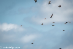 Lapwing & other Birds in Flight