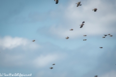Lapwing & other Birds in Flight