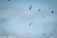 Lapwing & other Birds in Flight