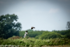 Lapwings in Flight Side View