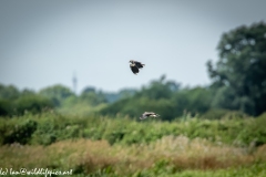 Lapwings in Flight Side View